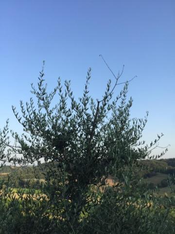 Casa Natura San Gimignano Exteriör bild